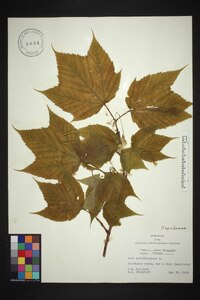 Acer pensylvanicum image