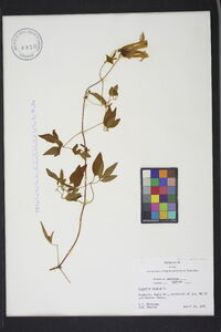 Clematis crispa image