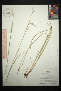 Scleria oligantha image