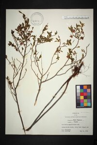 Vaccinium angustifolium image