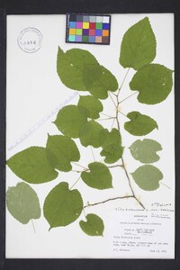 Tilia americana var. americana image