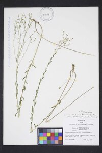 Linum medium var. texanum image