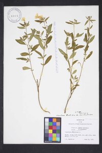 Oenothera fruticosa var. fruticosa image
