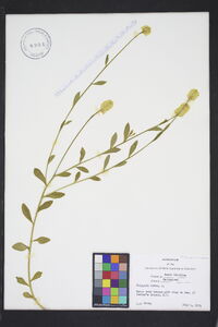 Polygala lutea image