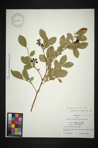 Vaccinium vacillans image