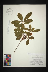 Rhododendron periclymenoides image