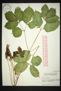 Aralia nudicaulis image