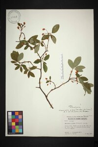 Rhododendron pilosum image