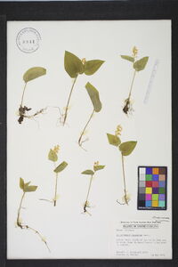 Maianthemum canadense image