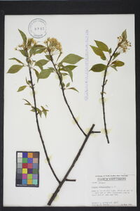 Prunus pensylvanica image