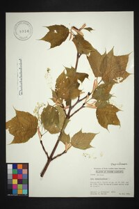 Acer pensylvanicum image