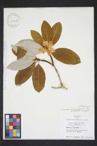 Magnolia virginiana image