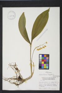 Convallaria majuscula image