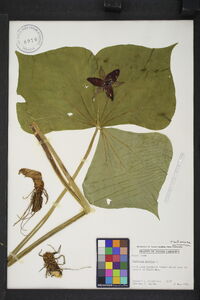 Trillium erectum image