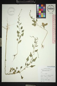 Chenopodium album var. album image