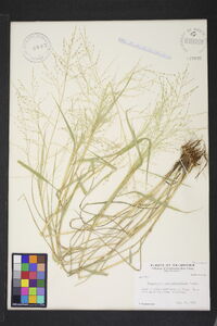 Eragrostis curtipedicellata image