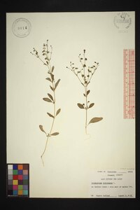 Trichostema dichotomum image