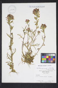 Castilleja coccinea image