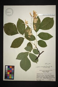 Cladrastis kentukea image