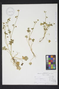 Ranunculus parviflorus image