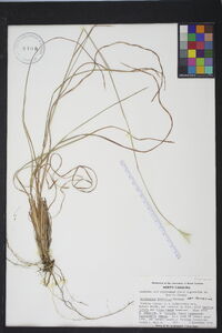 Andropogon ternarius image