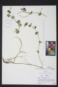 Ranunculus aquatilis var. diffusus image