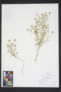 Polygala sanguinea image