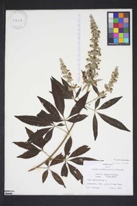 Vitex agnus-castus image