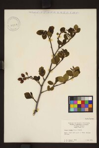 Alnus crispa image