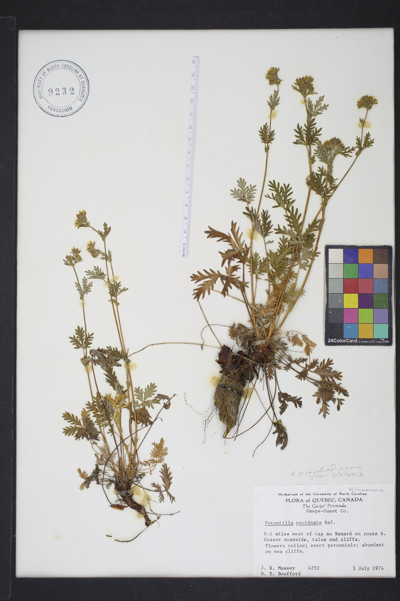 Potentilla pectinata image