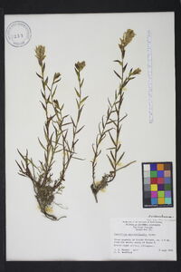 Castilleja septentrionalis image