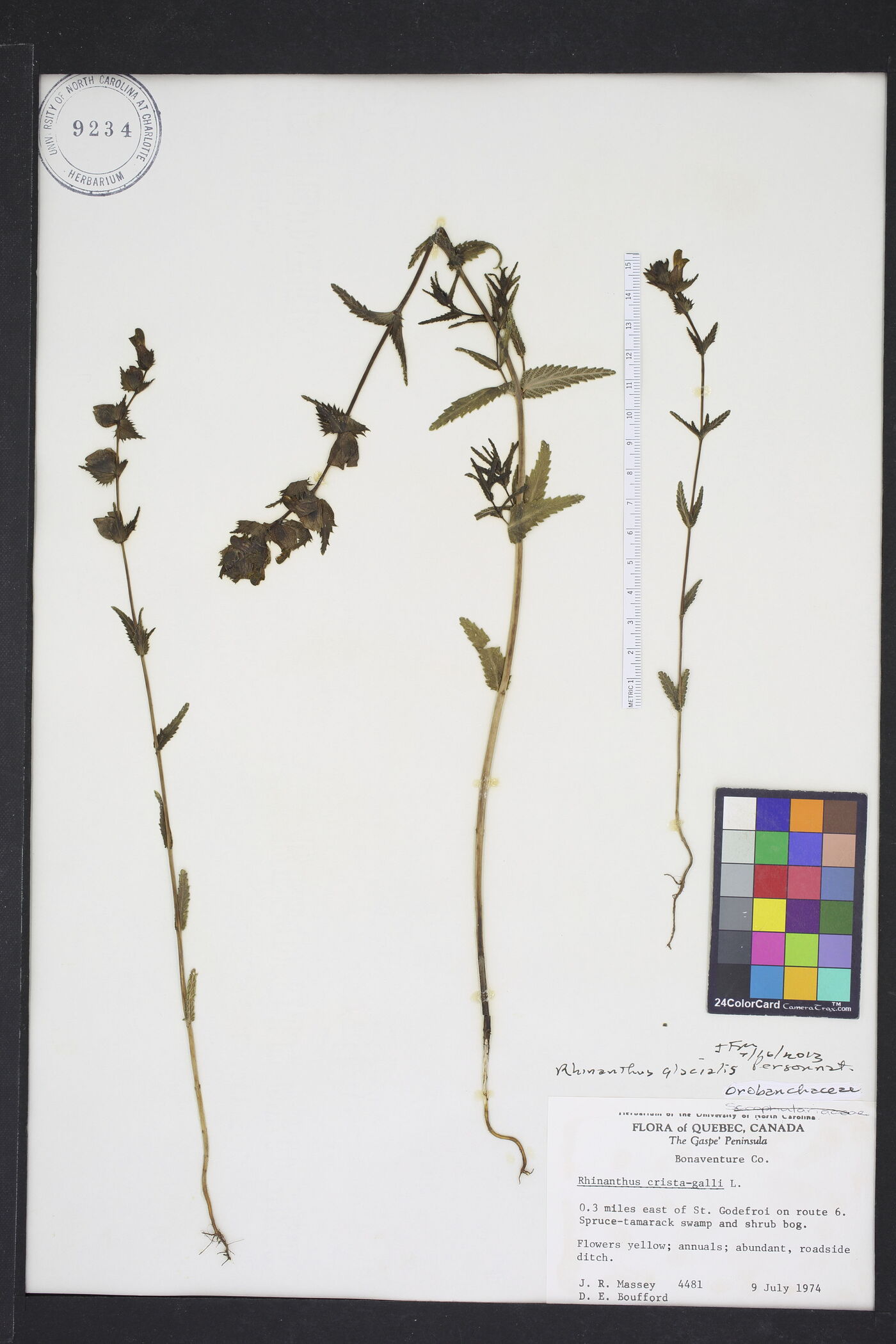 Rhinanthus minor image