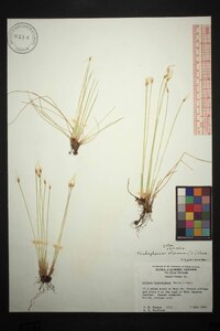 Scirpus hudsonianus image