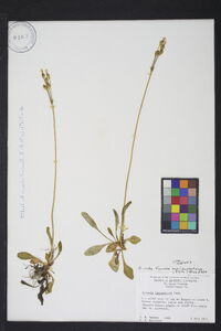 Primula laurentiana image