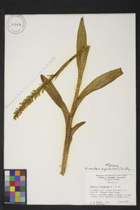 Platanthera hyperborea image