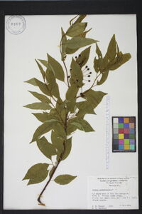 Prunus pensylvanica image