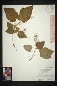 Acer spicatum image