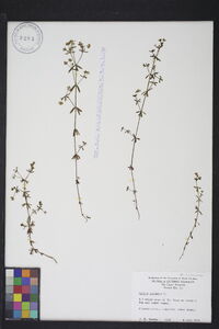 Galium palustre image