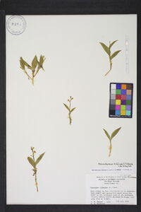 Maianthemum trifolium image