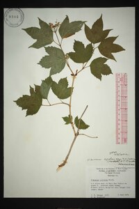 Viburnum trilobum image