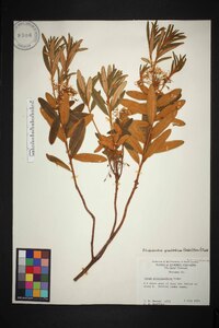 Rhododendron groenlandicum image