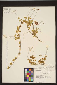 Linnaea borealis subsp. americana image