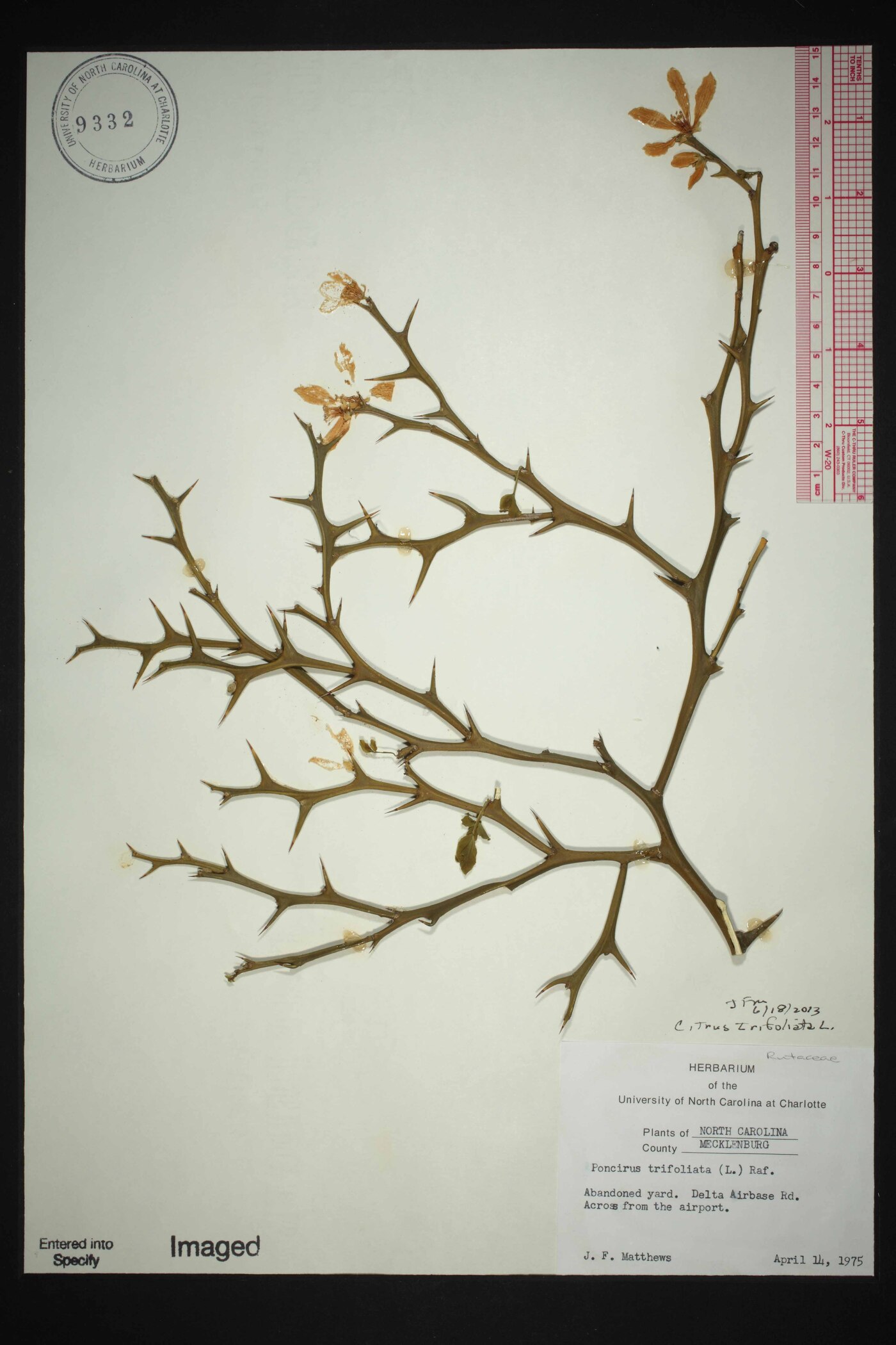 Citrus trifoliata image