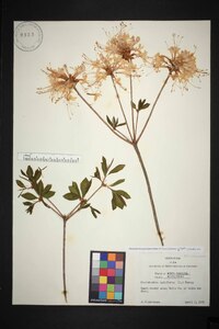 Rhododendron periclymenoides image