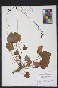 Heuchera americana image