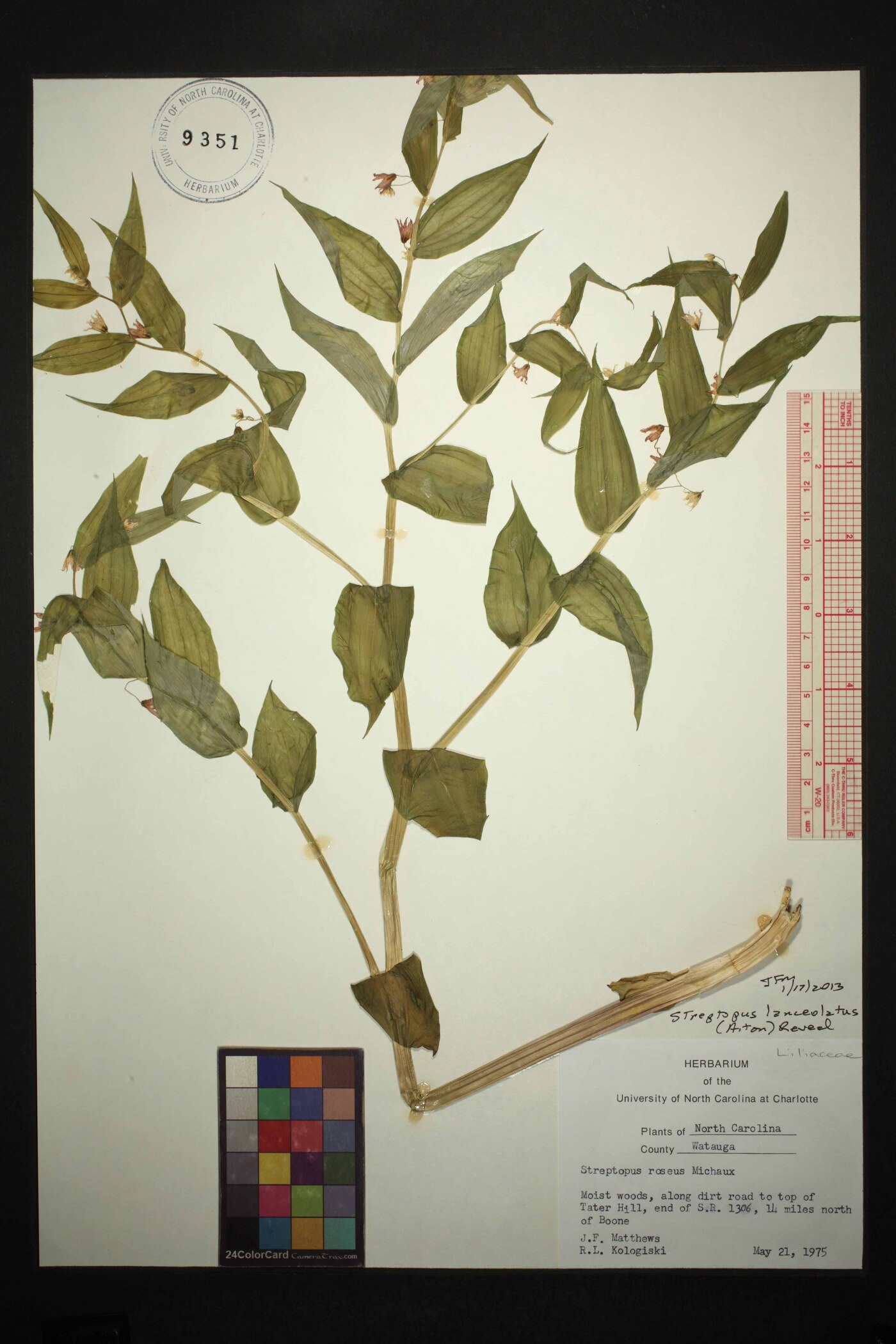 Streptopus lanceolatus var. lanceolatus image