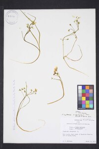 Claytonia virginica var. virginica image