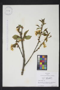 Prunus avium image