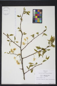 Prunus umbellata image