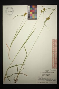 Carex flava image